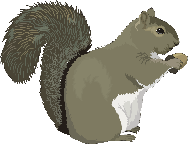 squirrel